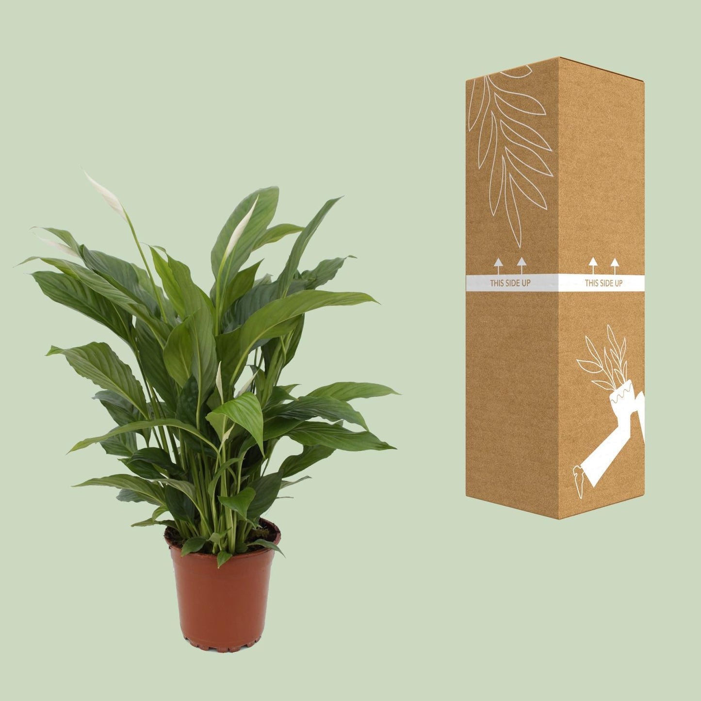 Vredeslelie -Spathiphyllum Torelli (potmaat van 17 cm en een hoogte van ongeveer 65 cm)