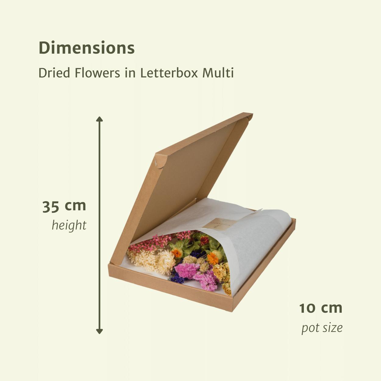 Viva - Kleurrijke Droogbloemen Mix in Brievenbus pakket