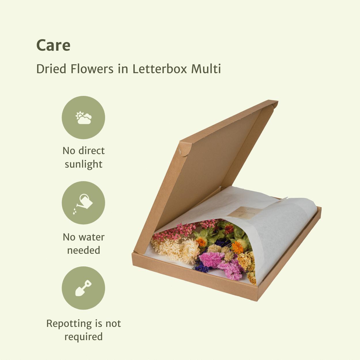 Viva - Kleurrijke Droogbloemen Mix in Brievenbus pakket